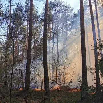 Spaliło się 10 ha poszycia leśnego