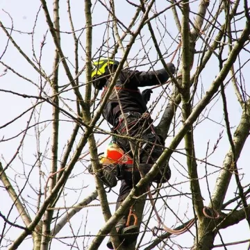 Trwa pielęgnacja najstarszej topoli w Radomsku