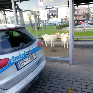 Kozy w oczekiwaniu na autobus w Rozprzy