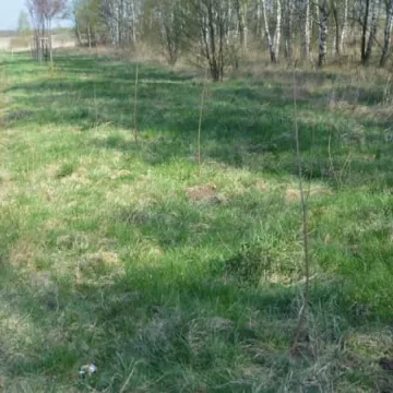 Na Wymysłówku sadzono drzewa