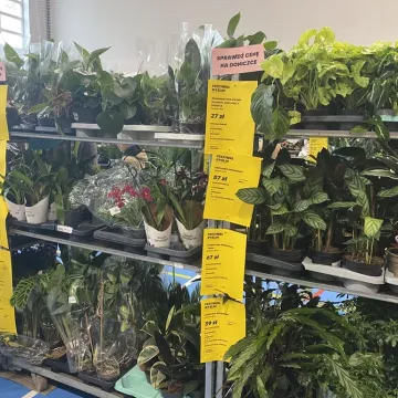 Rośliny opanowały Radomsko. Festiwal Roślin odbył się po raz pierwszy