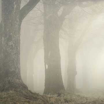 Gęsta mgła spowije powiat radomszczański