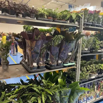 Rośliny opanowały Radomsko. Festiwal Roślin odbył się po raz pierwszy