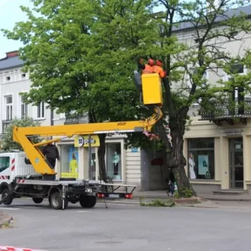 Drzewa na ulicy Reymonta poszły pod topór
