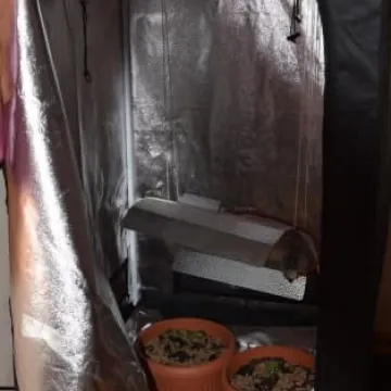 Piekł ciasteczka nadziewane marihuaną