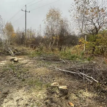 Radny Rząsowski: prezydent wycina kolejne drzewa