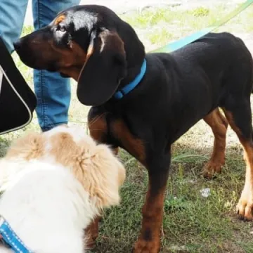 Zaczipowano psy i koty w Radomsku