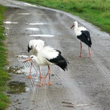 Trybunalskie Rozmowy Regionalne rozstrzygnięte!