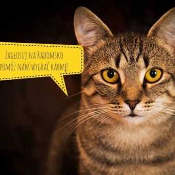 Zagłosuj na koty z Radomska