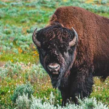 [WIDEO] Wiemy jaki los czeka wędrujące bizony