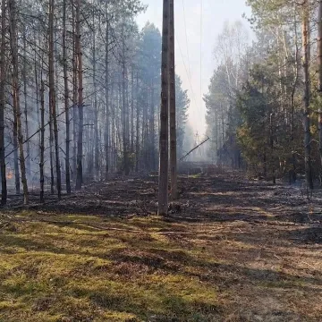 Spaliło się 10 ha poszycia leśnego