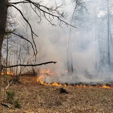 Spaliło się 10 ha poszycia leśnego