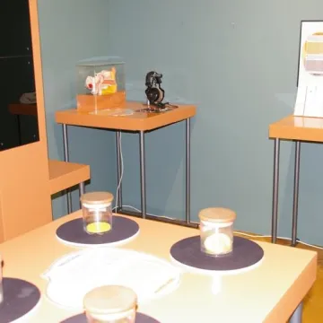 „Świat zmysłów” - nowa interaktywna wystawa w muzeum