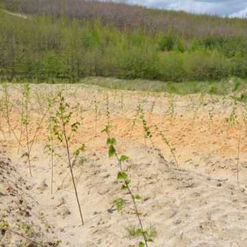Na terenach poprzemysłowych Kopalni Bełchatów przybyło 365 tysięcy nowych drzew