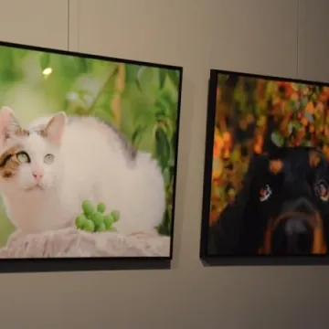 Cztery łapy w obiektywie 