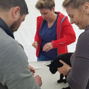 W schronisku w Radomsku bezpłatnie czipowano zwierzęta