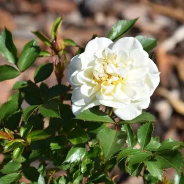 Przy PSP 6 w Radomsku powstał ogród dydaktyczny