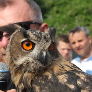 Dni Radomska 2018: Pokazy sokolnika