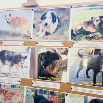 Finał akcji „Podaruj seniorowi domek”