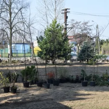 W PSP nr 7 powstaje ekopracownia pod chmurką