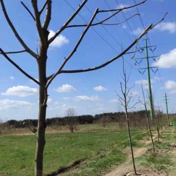 Prezydent Radomska sadził drzewa przy ul. Unii Europejskiej