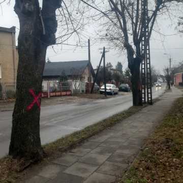 Na ul. Sienkiewicza trzy drzewa zakończą żywot. W zamian cztery nowe i czterdzieści krzewów