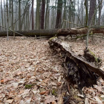 Leśne krajobrazy na plenerze fundacji „Foto POZYTYW”