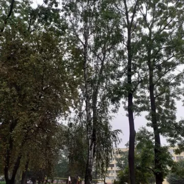 Dendrolog apeluje: nie przebywajcie w okolicy placu zabaw w Parku Świętojańskim!