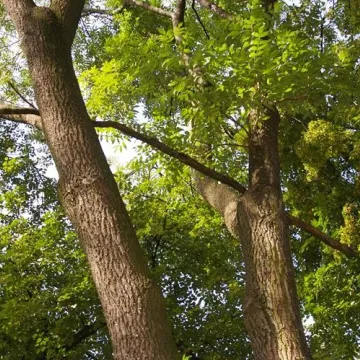 Radny Rączkowski: drzewa w Parku Świętojańskim zagrażają życiu mieszkańców