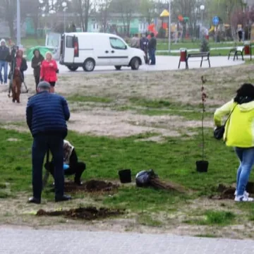 Samorządowcy z Platformy Dialogu sadzili drzewa