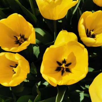 Propozycja na majówkę. Ogród botaniczny w Łodzi i tysiące tulipanów