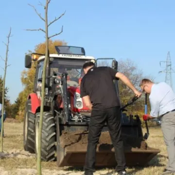 Sto drzew na stulecie