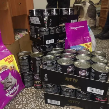 Dary dla kociaków od stowarzyszenia „Perspektywy”