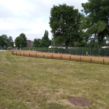 Betonoza kontra łąki kwietne