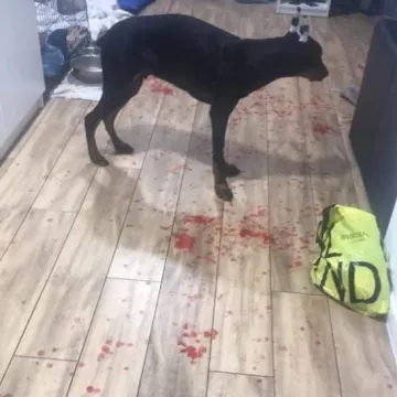 [AKTUALIZACJA] Mieszkańcy ul. Tysiąclecia w Radomsku ostrzegają. Ktoś próbuje truć psy