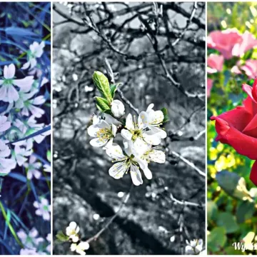 Frankofonia 2021 w „Ekonomiku” w Radomsku