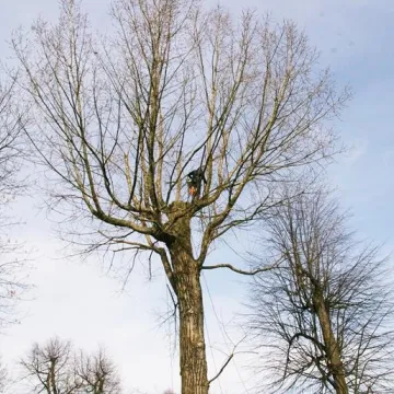 Trwa pielęgnacja najstarszej topoli w Radomsku