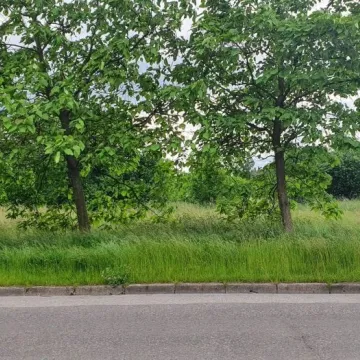 Mieszkańcy ul. Różanej skarżą się na niewykoszoną trawę