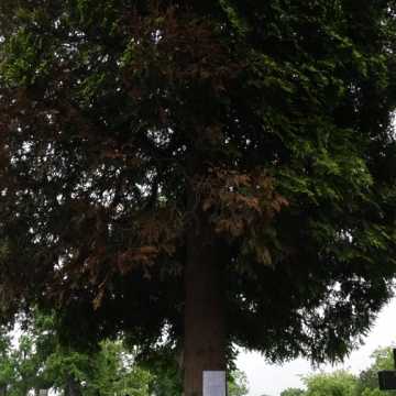 Ktoś zatruł drzewo na Starym Cmentarzu w Radomsku. Zarząd Cmentarza zgłasza sprawę do Prokuratury Rejonowej