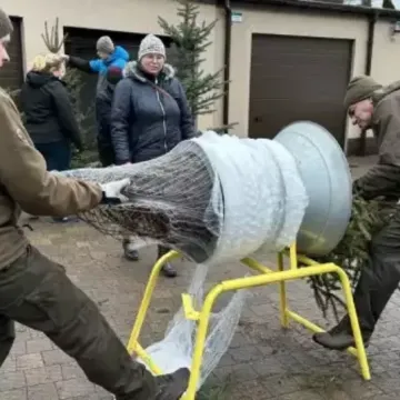 Wybierz wymarzoną choinkę z Nadleśnictwem Radomsko
