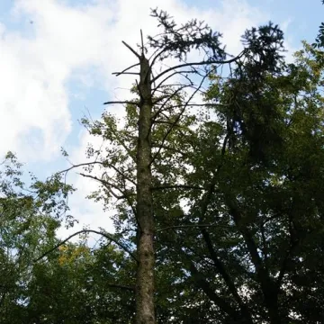Radny Rączkowski: drzewa w Parku Świętojańskim zagrażają życiu mieszkańców