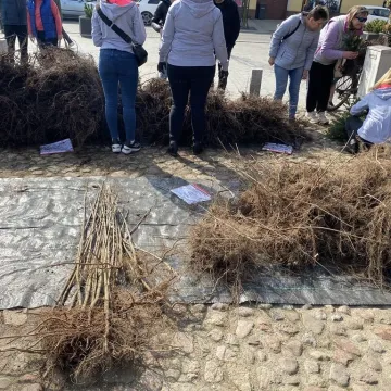 Zielone Radomsko. Darmowe sadzonki dla mieszkańców