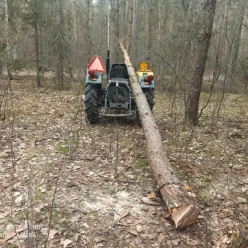 Lipie: Drzewo upadło na mężczyznę