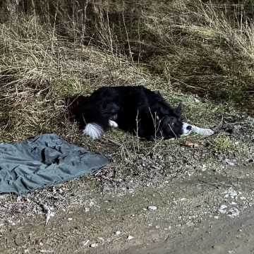 [WIDEO] 45 strażaków, 2 psy. Bilans poszukiwań zaginionego mężczyzny z Przedborza