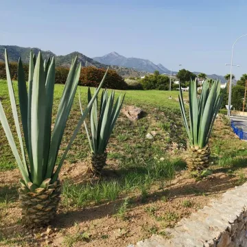 Uczniowie „Ekonomika” na stażu w Hiszpanii