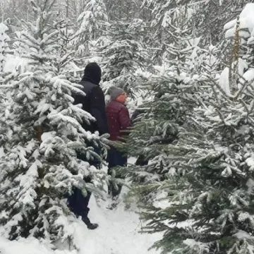 Wybierz wymarzoną choinkę z Nadleśnictwem Radomsko