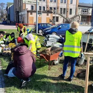 W Radomsku posadzono ponad 300 bratków w żółtym i niebieskim kolorze