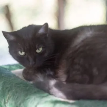 Podaruj seniorowi domek, by na zawsze merdał mu ogonek