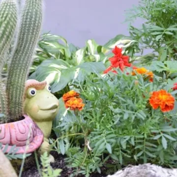 Konkursowe ogrody radomszczan