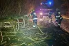Silny wiatr w regionie. Strażacy usuwali połamane drzewa